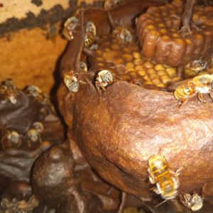 Melipona Bee in the hive