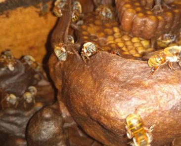 Melipona Bee in the hive