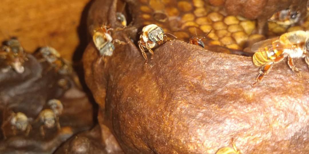 Melipona Bee in the hive