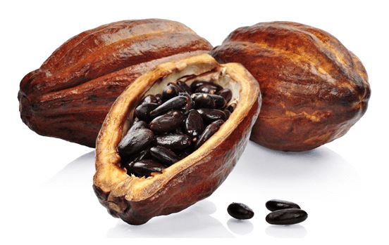 The Mayan Cacao and its great medicinal value in Tulum
