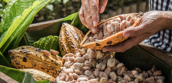 old man hands taking carefuly the cacao beans