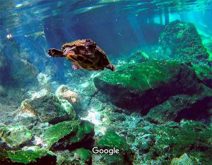 free little turtle in the gran cenote